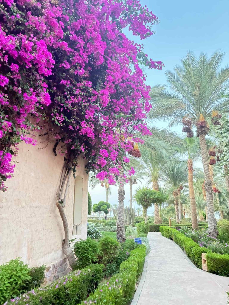 Hotel Dream Lagoon & Aquapark Resort, Marsa Alam, Egipt