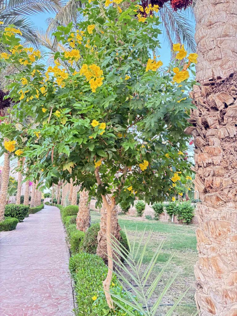 Hotel Dream Lagoon & Aquapark Resort, Egipt