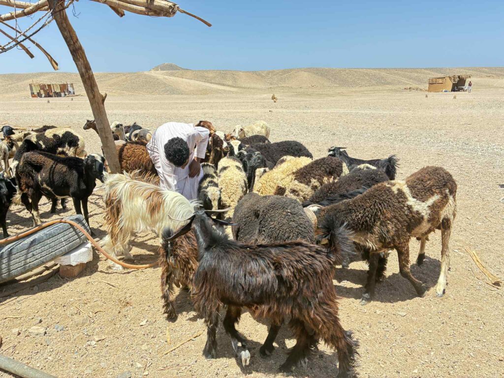 Wioska Beduińska, Egipt