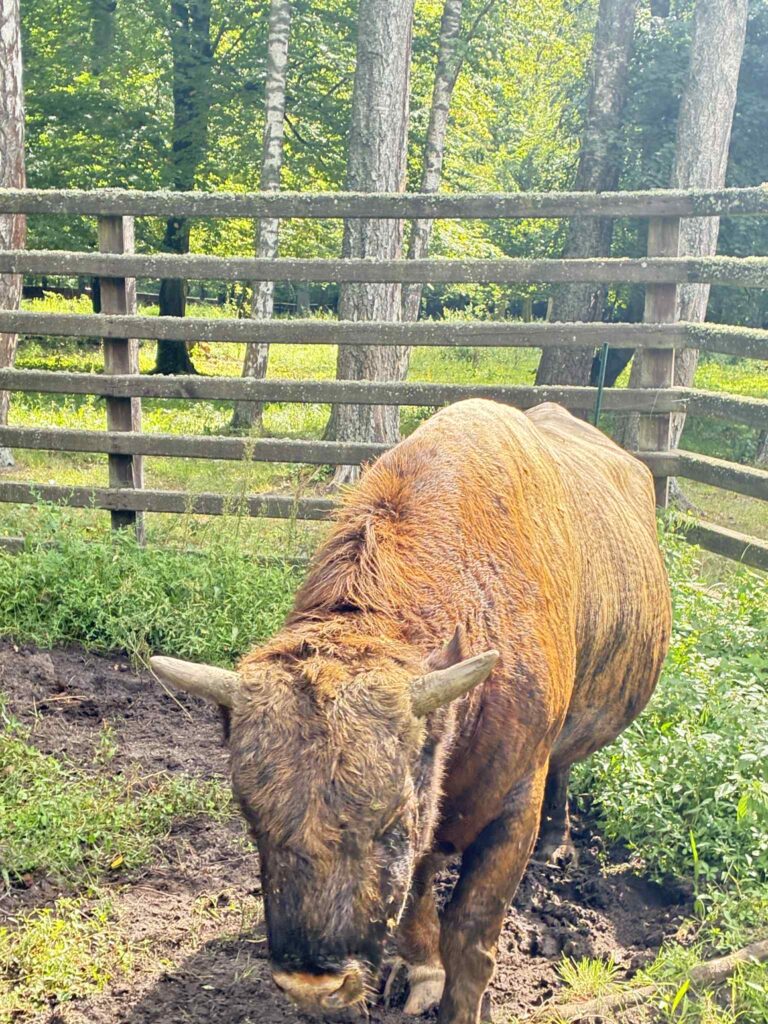żubroń, Rezerwat w Białowieży