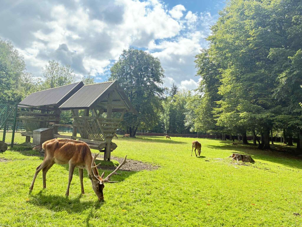Rezerwat w Białowieży