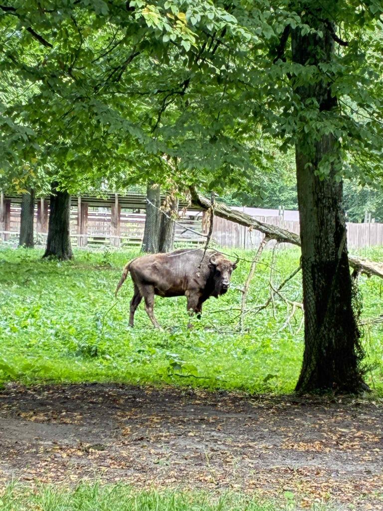 żubr, Rezerwat w Białowieży