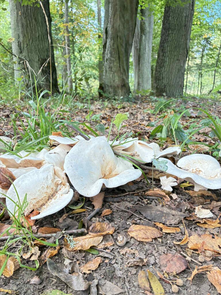 Ścisły Rezerwat, Białowieża