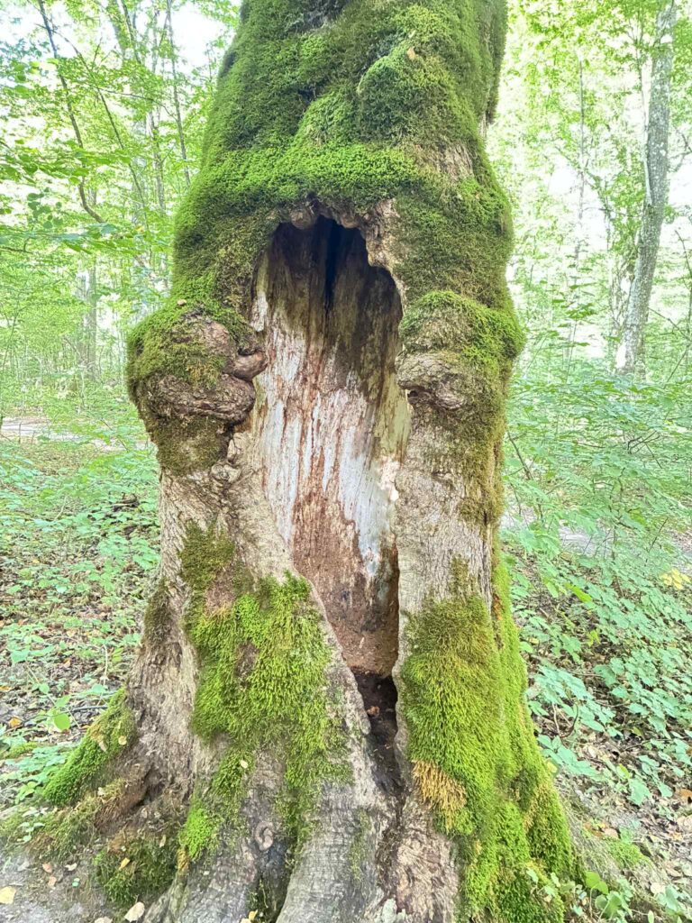 Ścisły Rezerwat, Białowieża