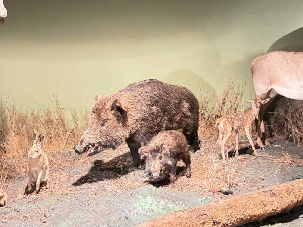 Muzeum Przyrodniczo-Leśne Białowieskiego Parku Narodowego